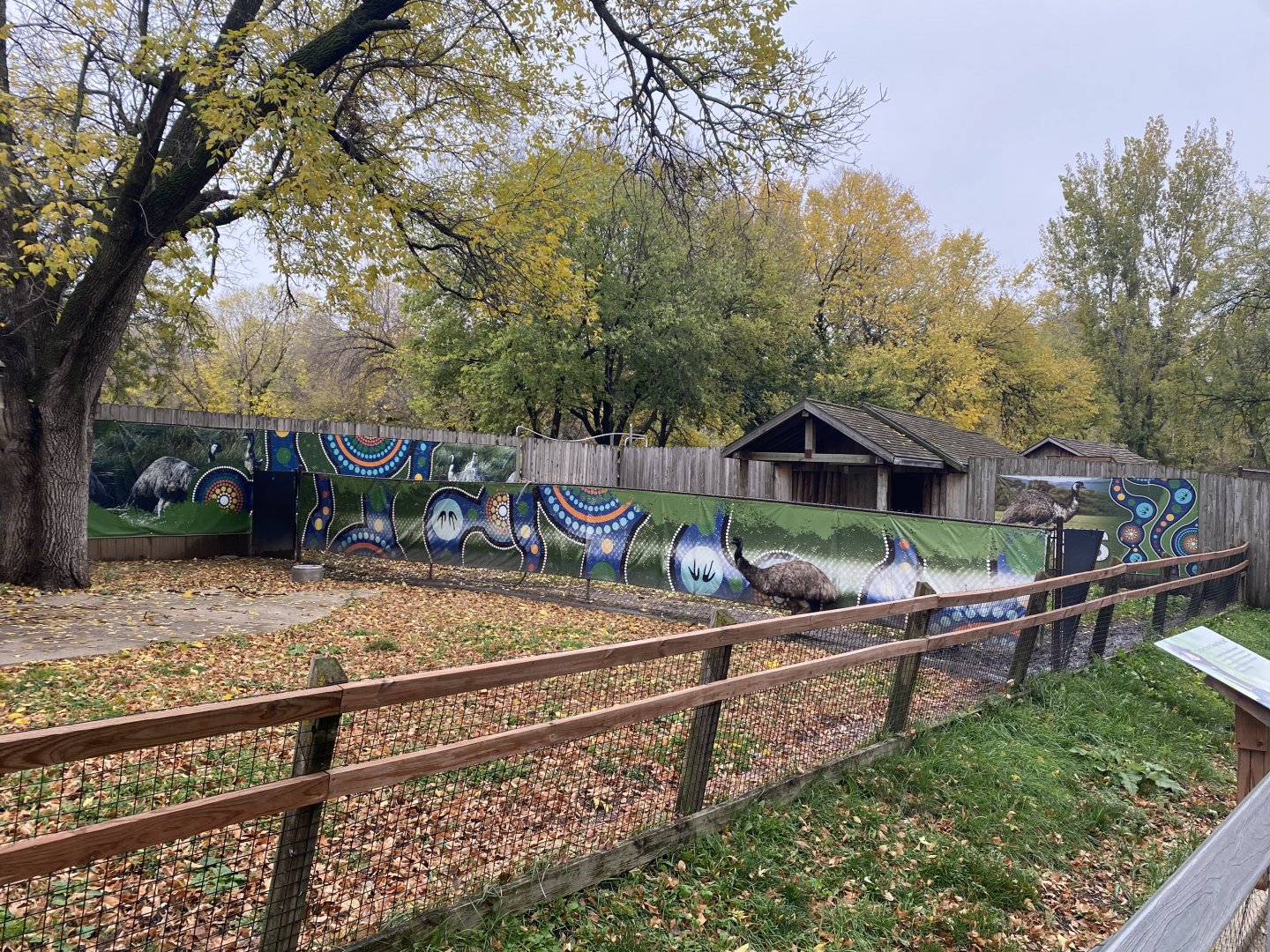 Walkabout Australia- Emu Exhibit