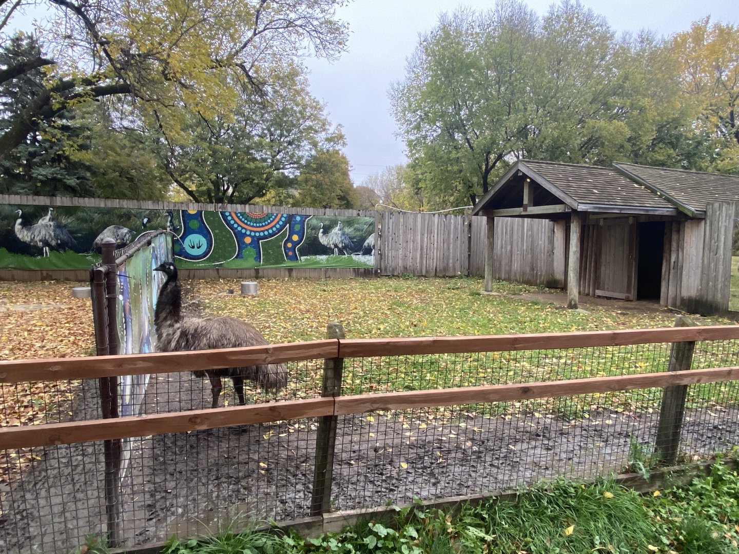Walkabout Australia - Emu Exhibit