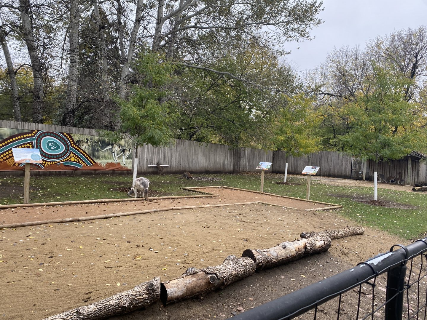 Walkabout Australia - Kangaroo Exhibit