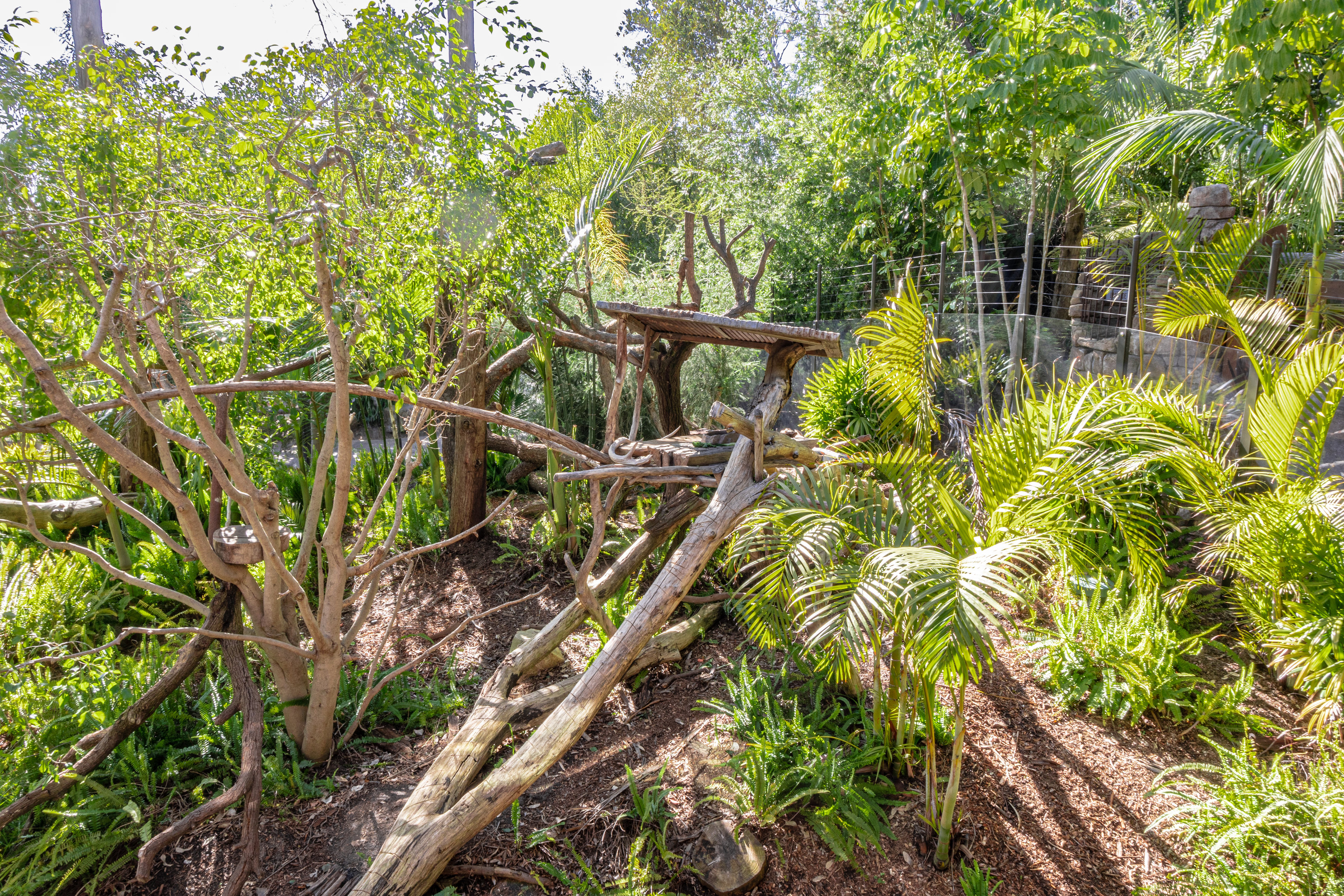 Walkabout Australia: Matschie’s Tree Kangaroo Habitat