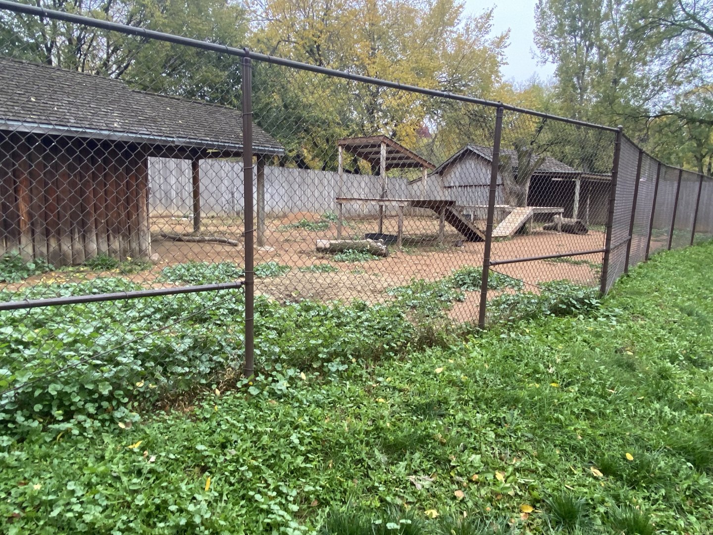 Walkabout Australia - New Guinea Singing Dog Exhibit