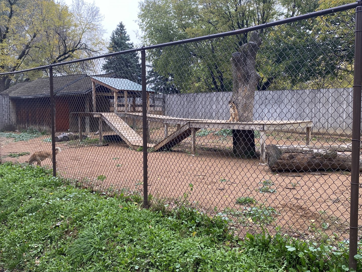 Walkabout Australia - New Guinea Singing Dog Exhibit