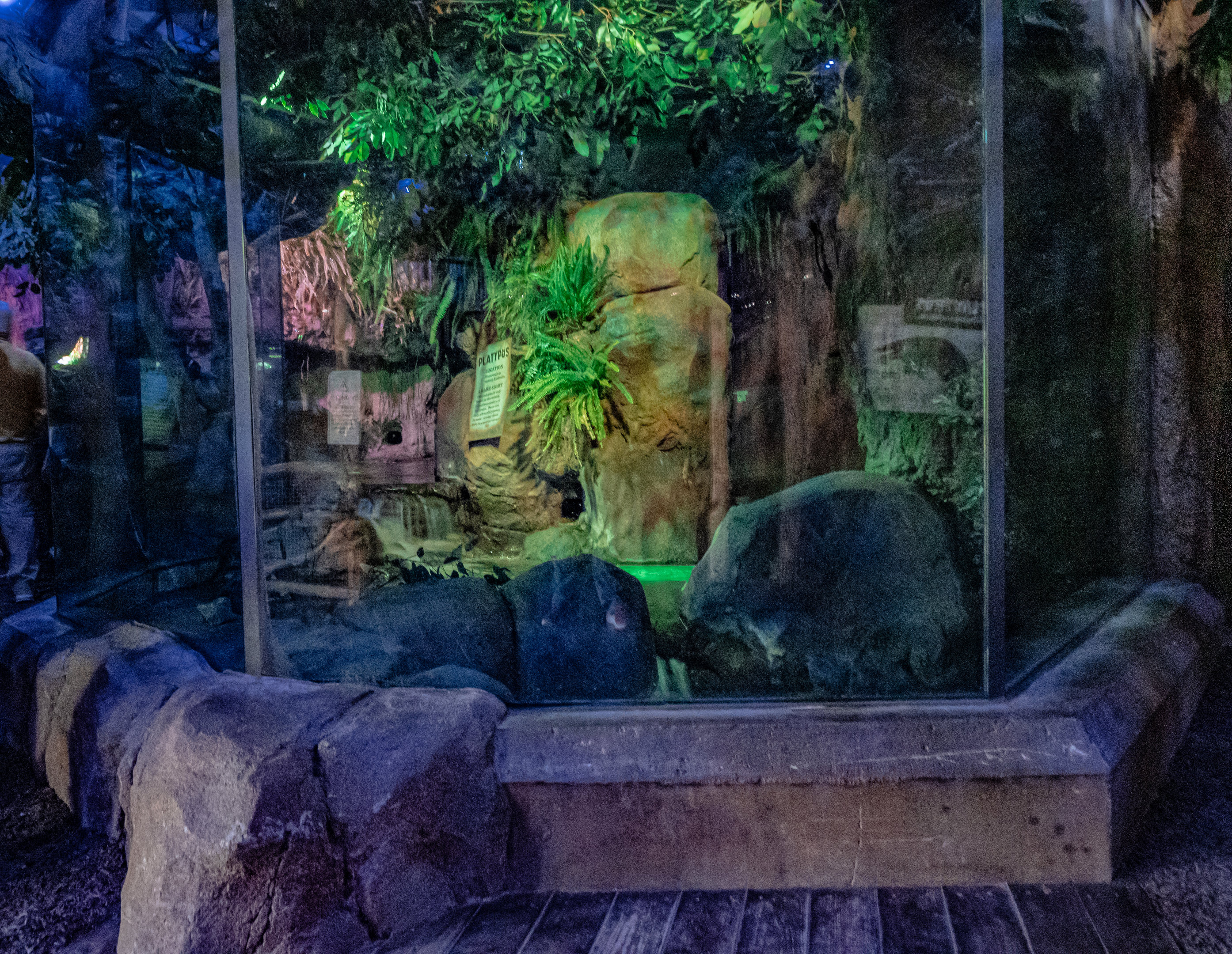 Walkabout Australia: Platypus Habitat #1