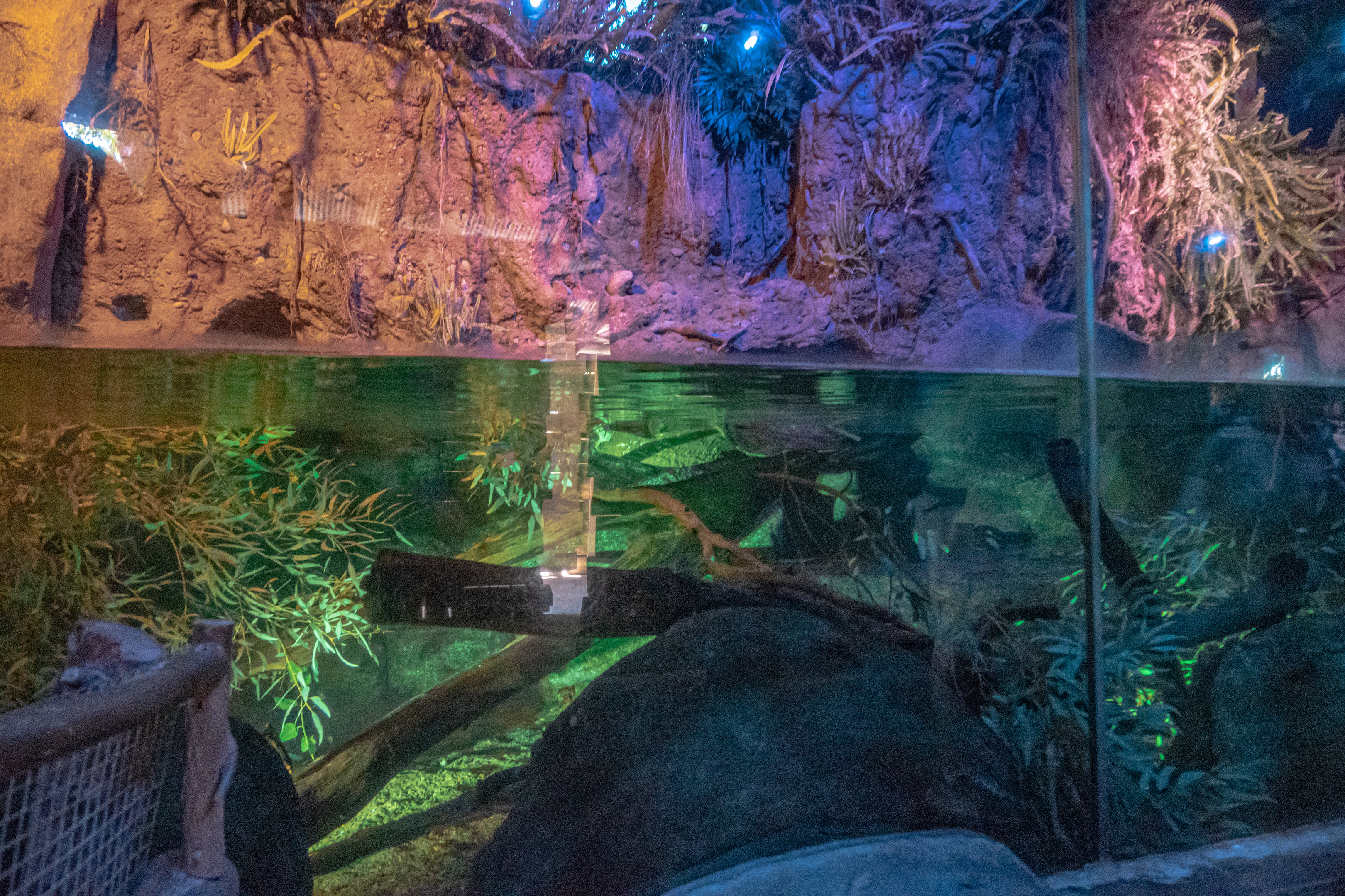 Walkabout Australia: Platypus Habitat #3