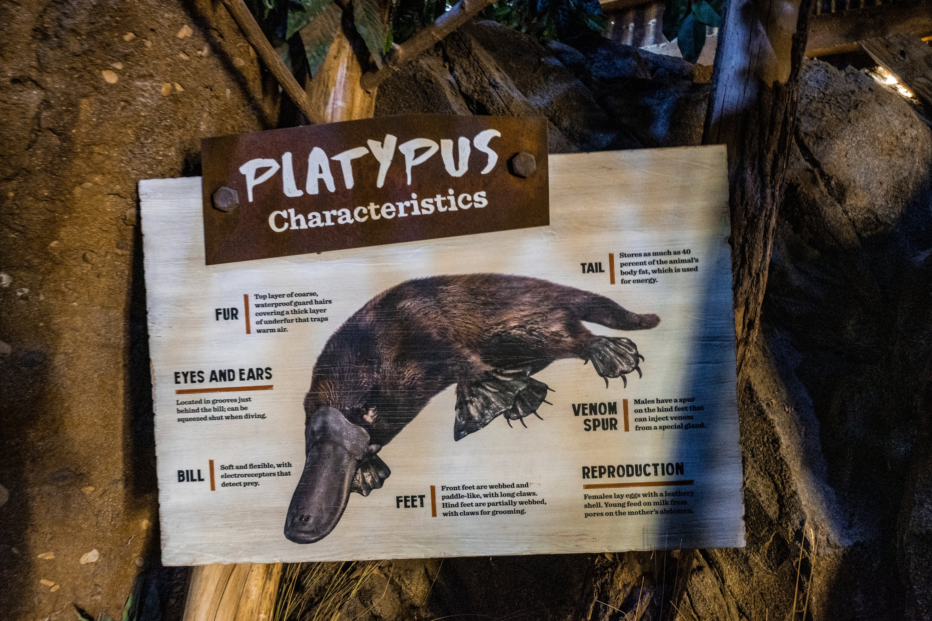 Walkabout Australia: Platypus Signage