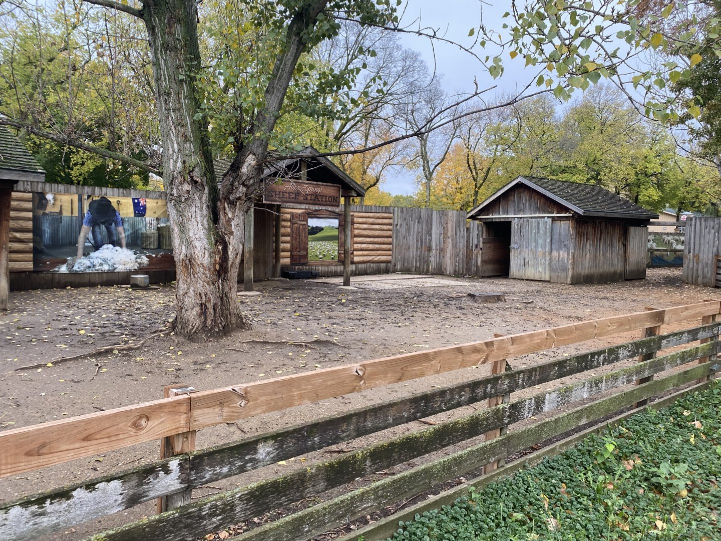 Walkabout Australia - Shetland Sheep Exhibit