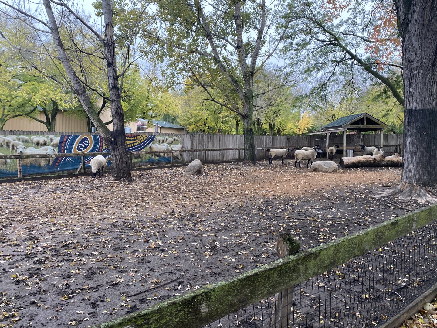 Walkabout Australia - Shetland Sheep Exhibit