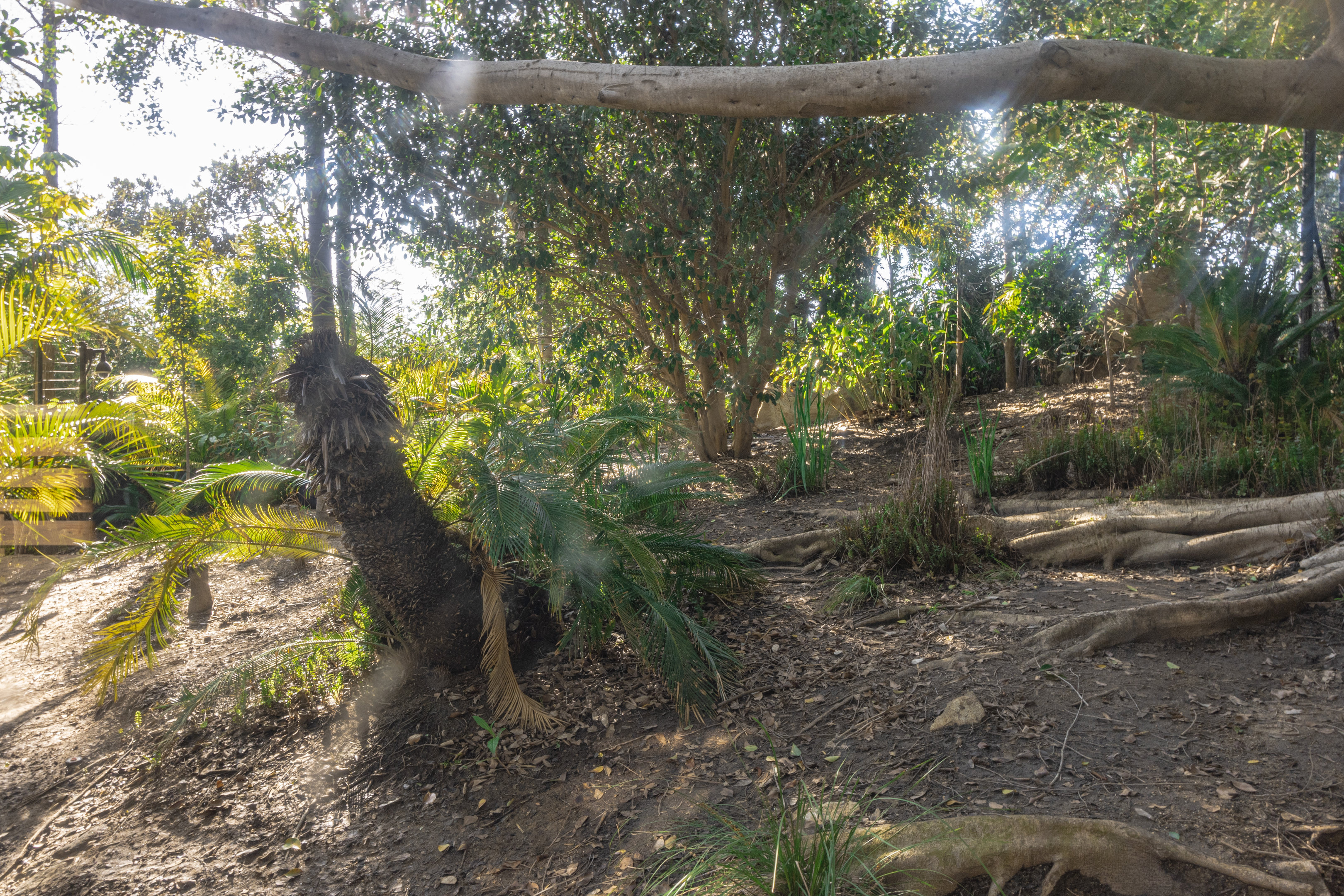 Walkabout Australia: Southern Cassowary left habitat