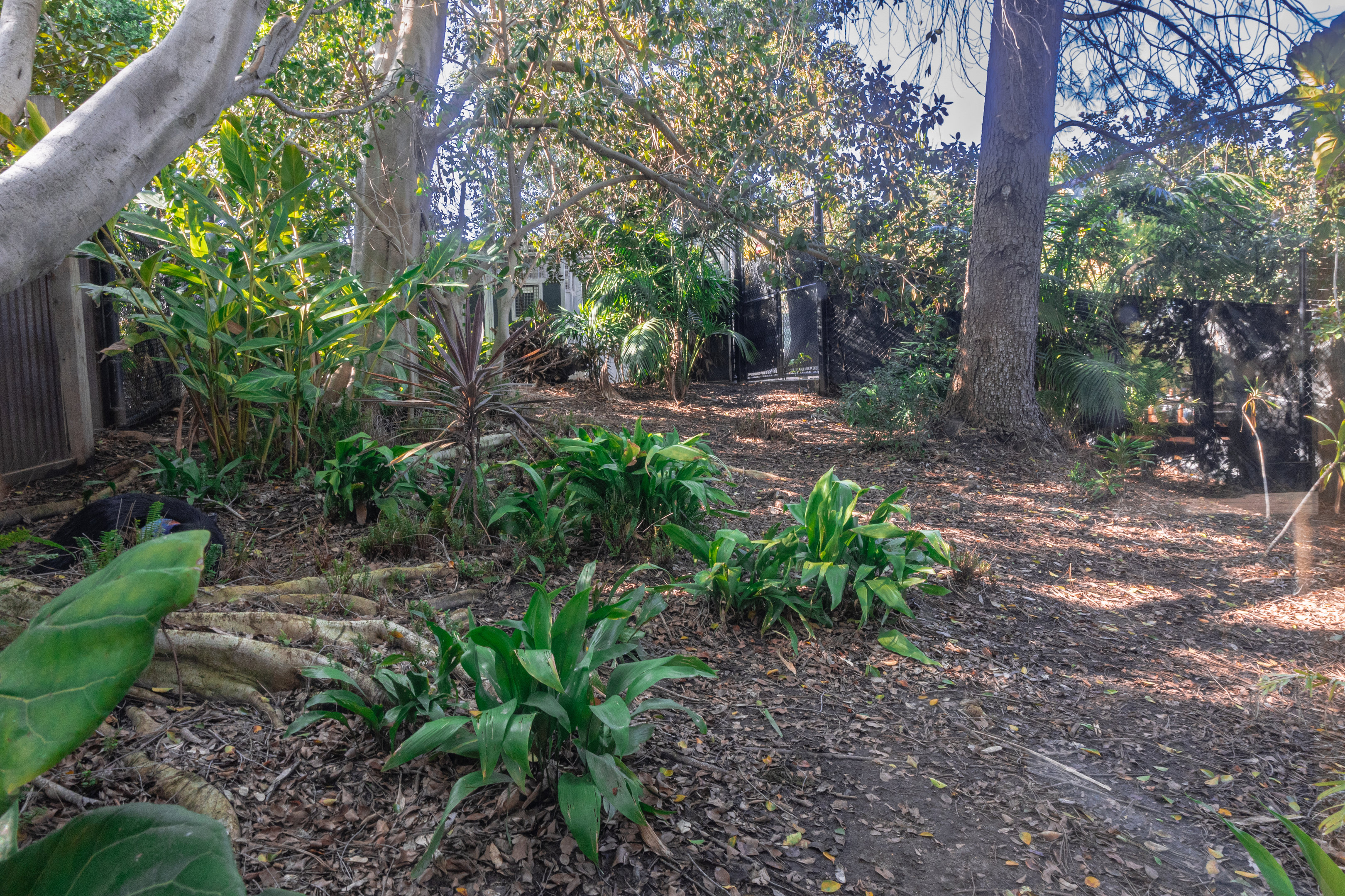 Walkabout Australia: Southern Cassowary right habitat