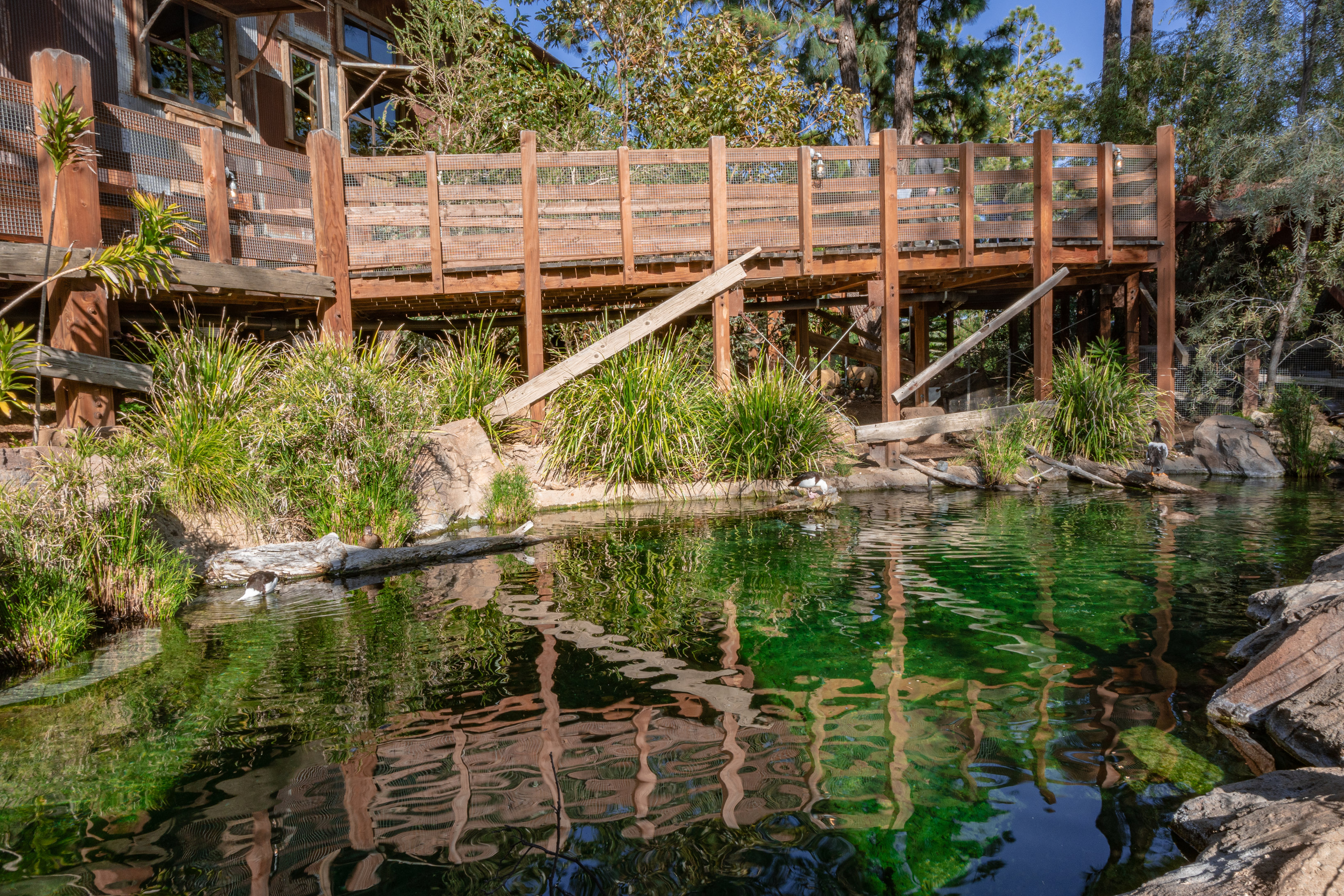 Walkabout Australia: Waterfowl Pond