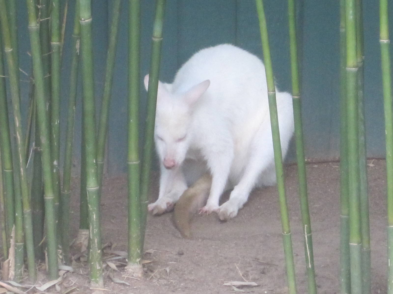 Walkabout Way- Albino Bennett's Wallaby