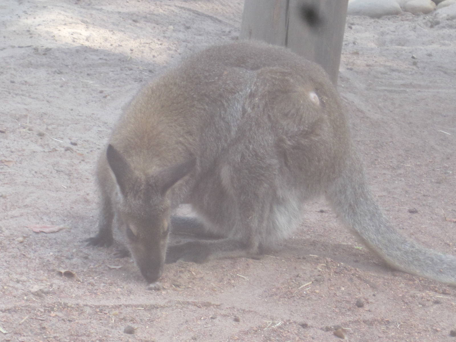 Walkabout Way- Bennett's Wallaby