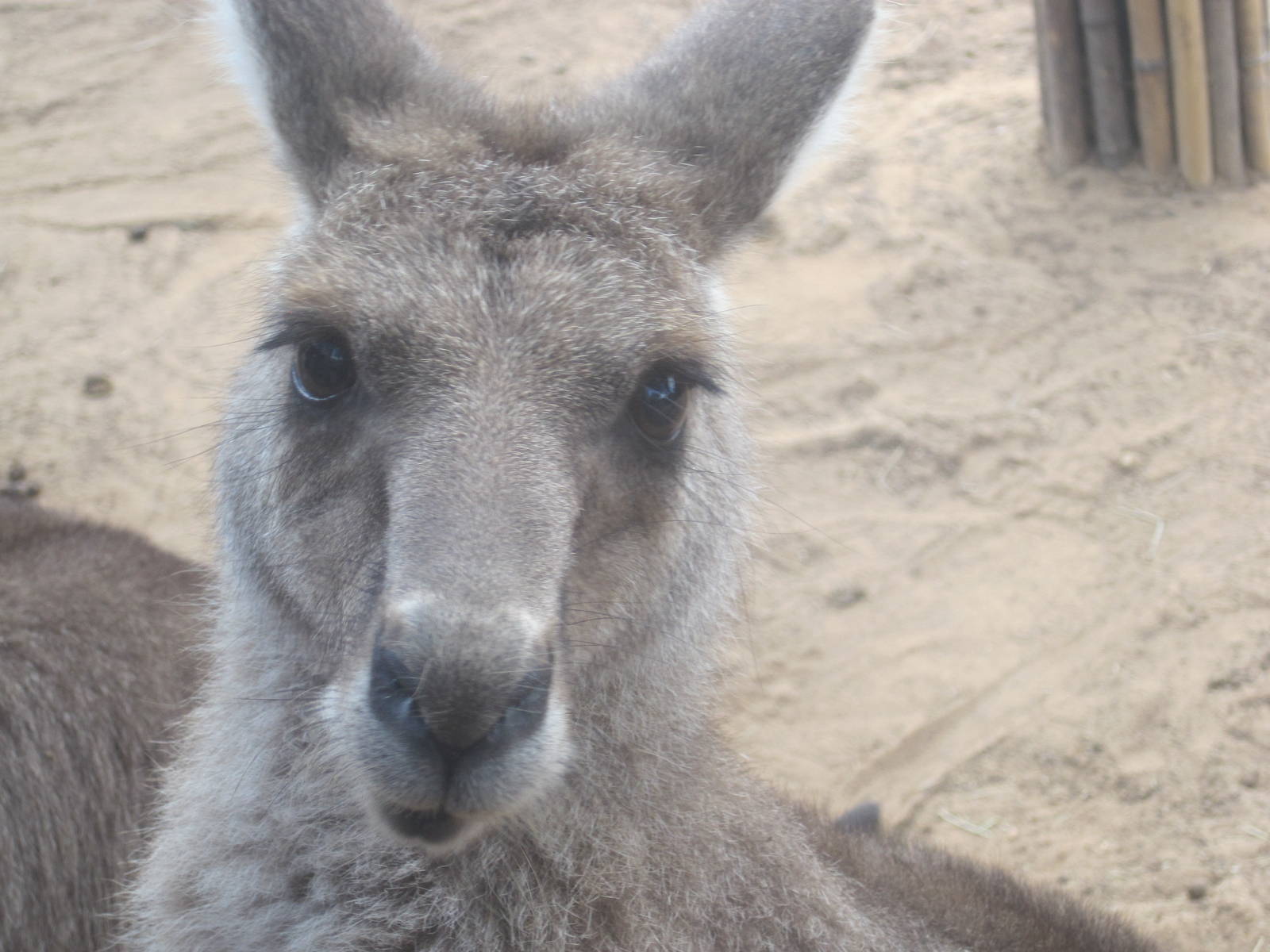 Walkabout Way- Eastern Gray Kangaroo
