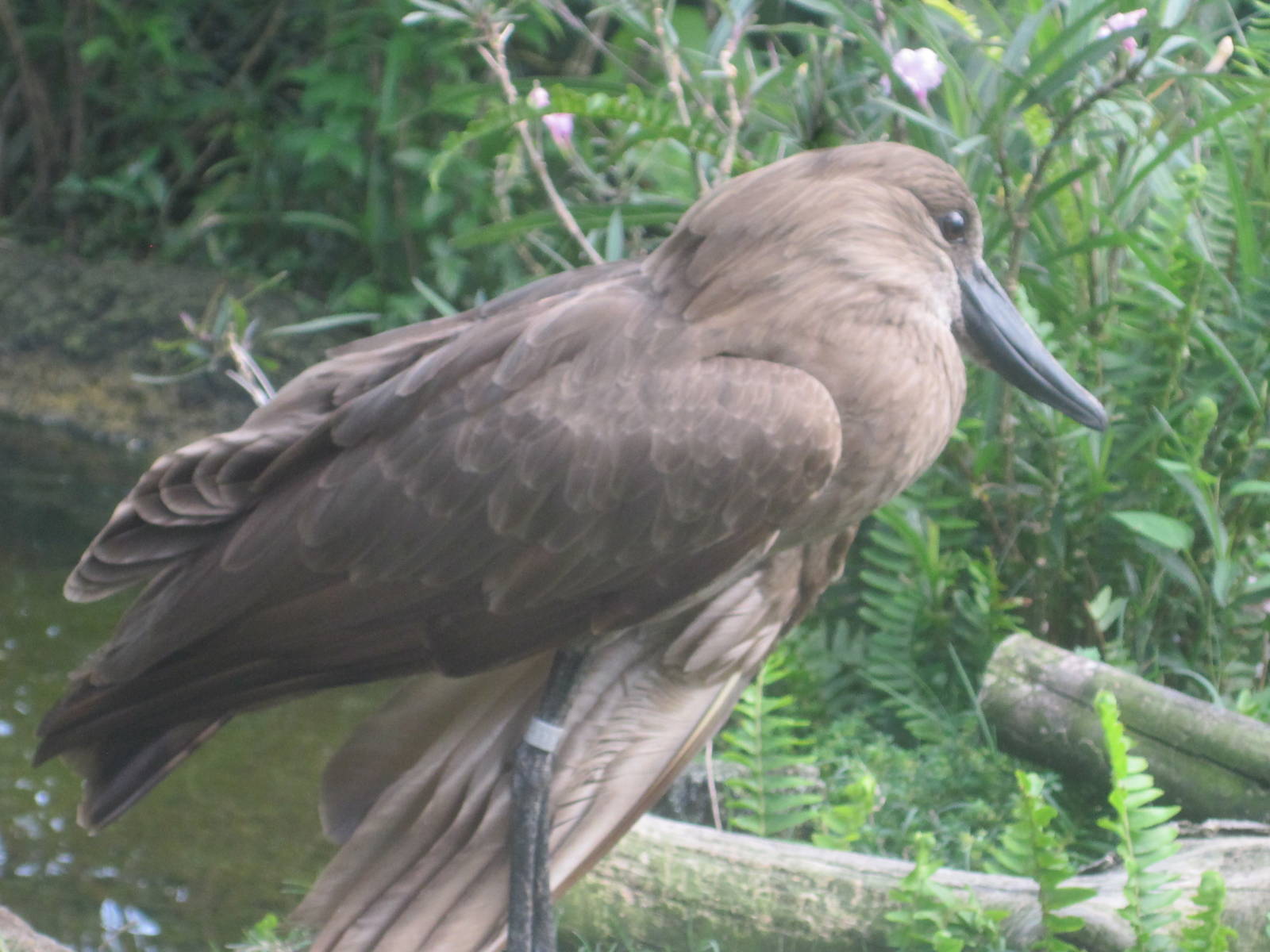 Walkabout Way- Hammerkop