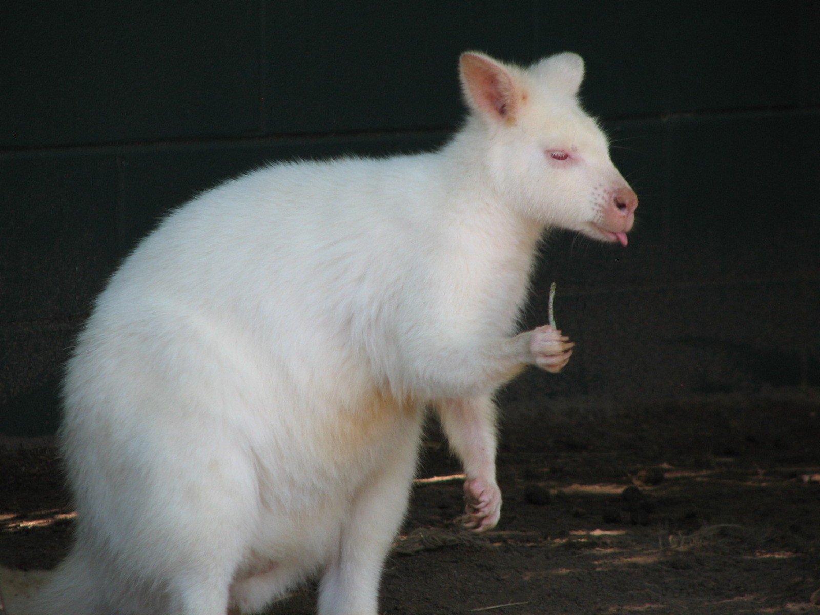 Walkabout Way - Kangaloom - Albino Wallaby