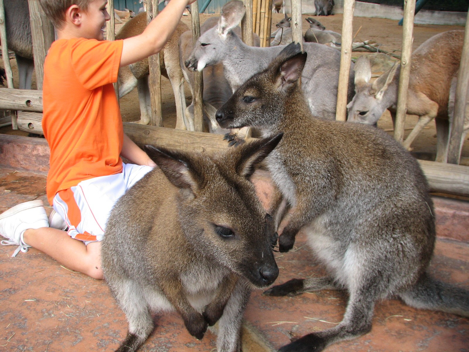Walkabout Way - Kangaloom - Bennett's Wallaby