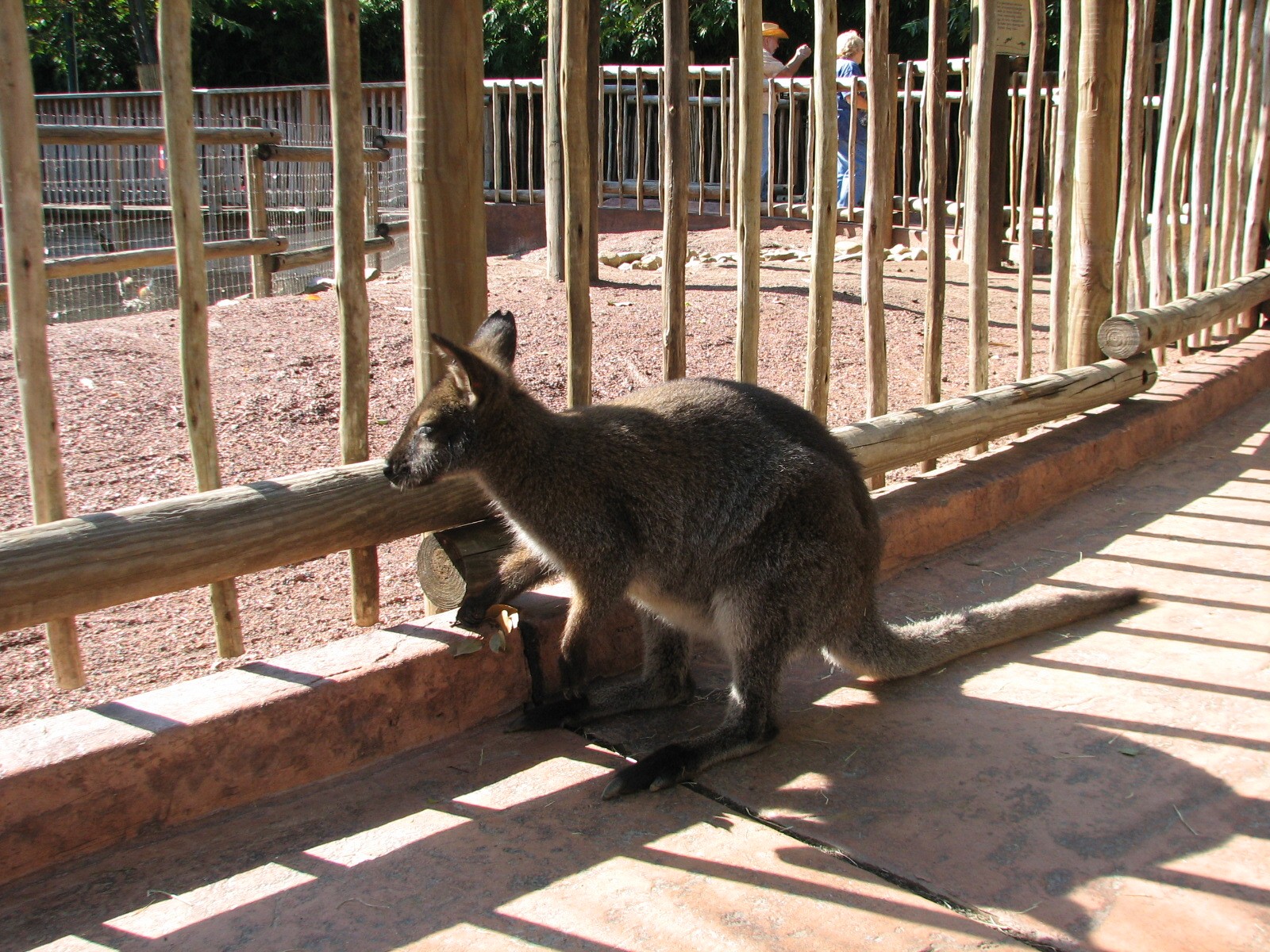 Walkabout Way - Kangaloom - Bennett's Wallaby