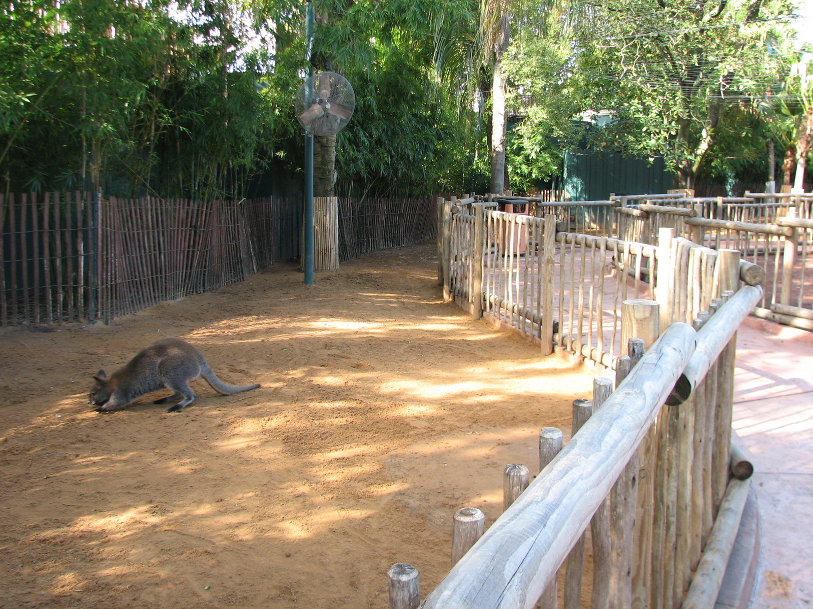 Walkabout Way - Kangaloom - Bennett's Wallaby