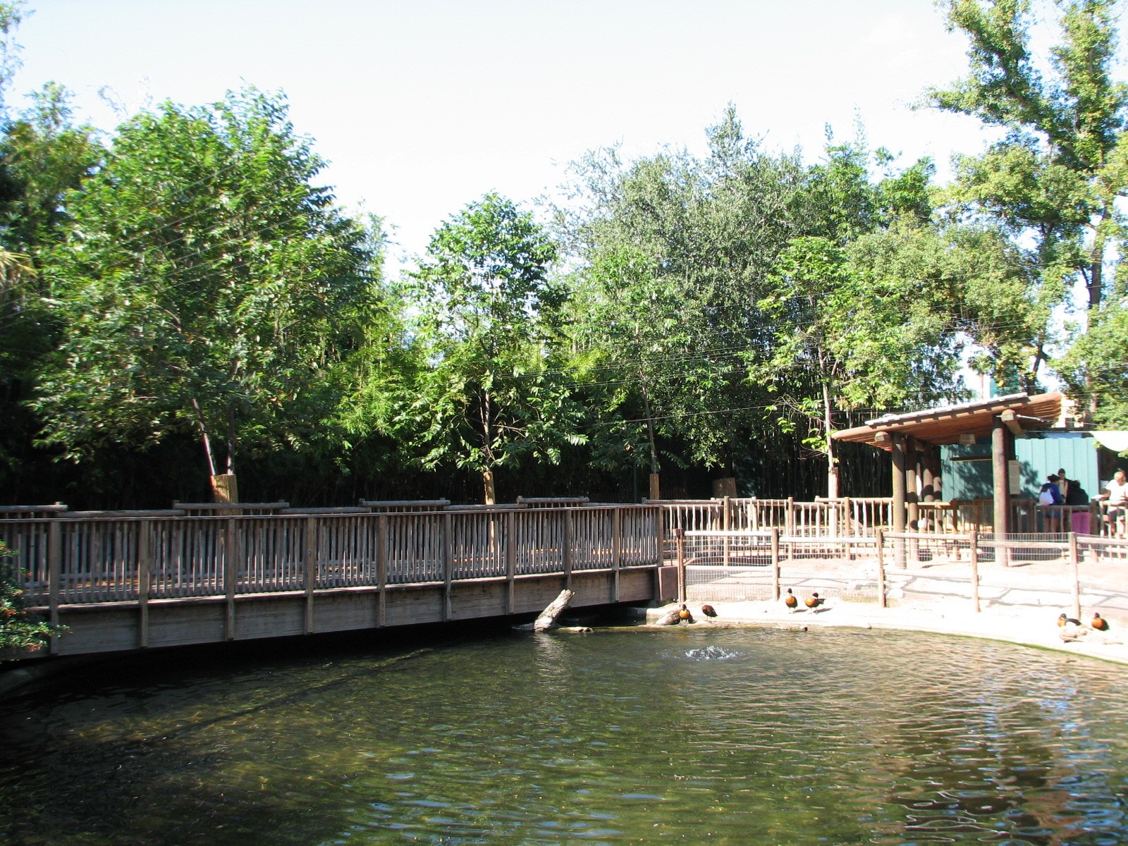 Walkabout Way - Kangaloom - Black Swan Exhibit