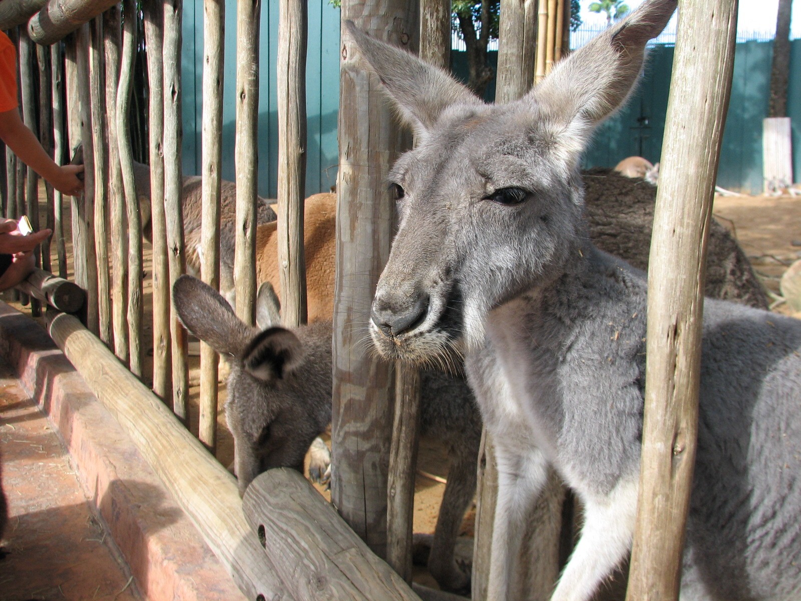 Walkabout Way - Kangaloom