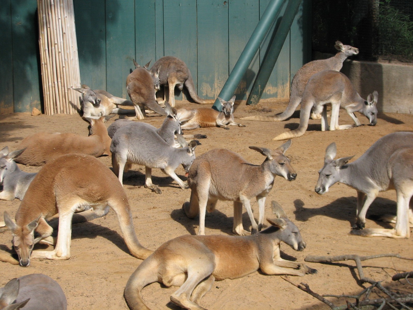 Walkabout Way - Kangaloom