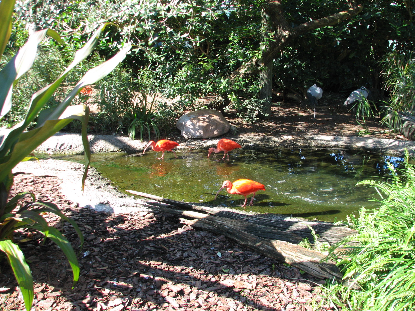 Walkabout Way - Kookaburra's Nest Aviary - Interior