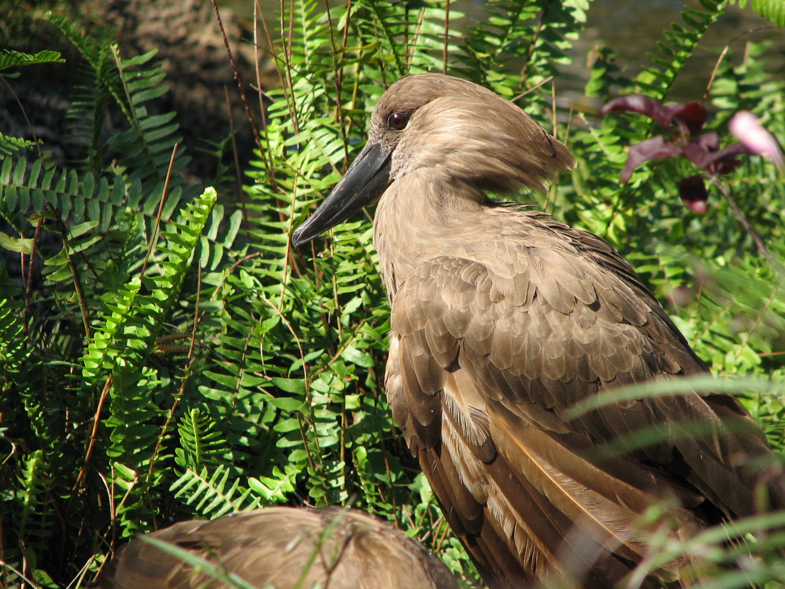 Walkabout Way - Kookaburra's Nest Aviary - Interior