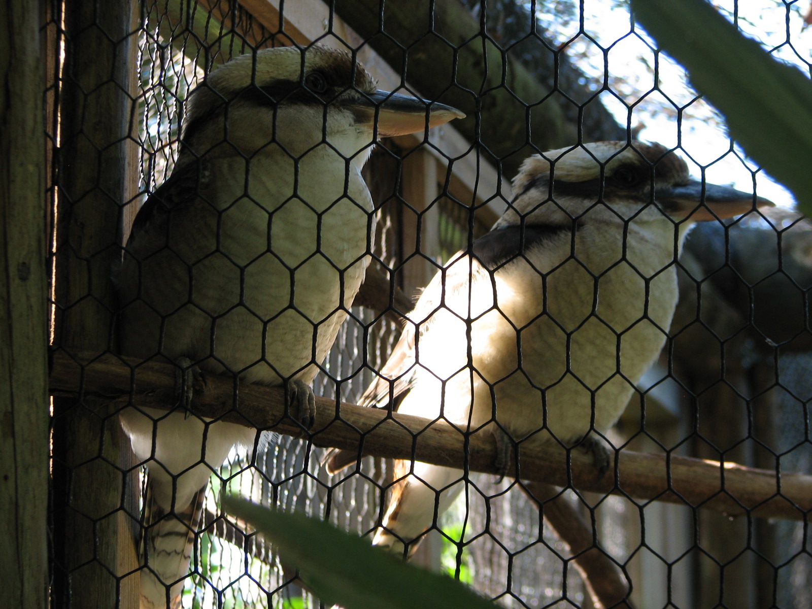 Walkabout Way - Kookaburra's Nest Aviary - Kookaburra Exhibit