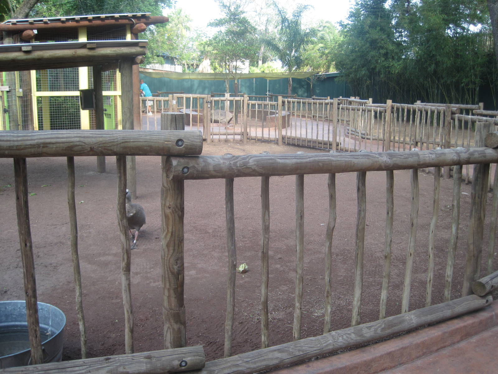 Walkabout Way- Part 2 of Emu Exhibit