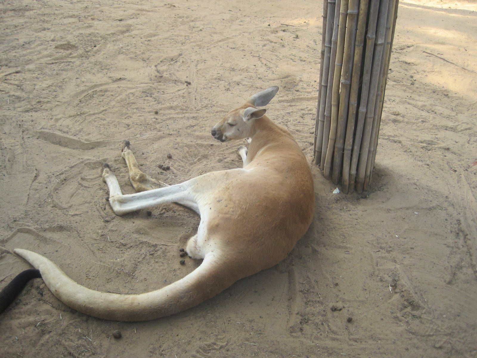 Walkabout Way- Red Kangaroo