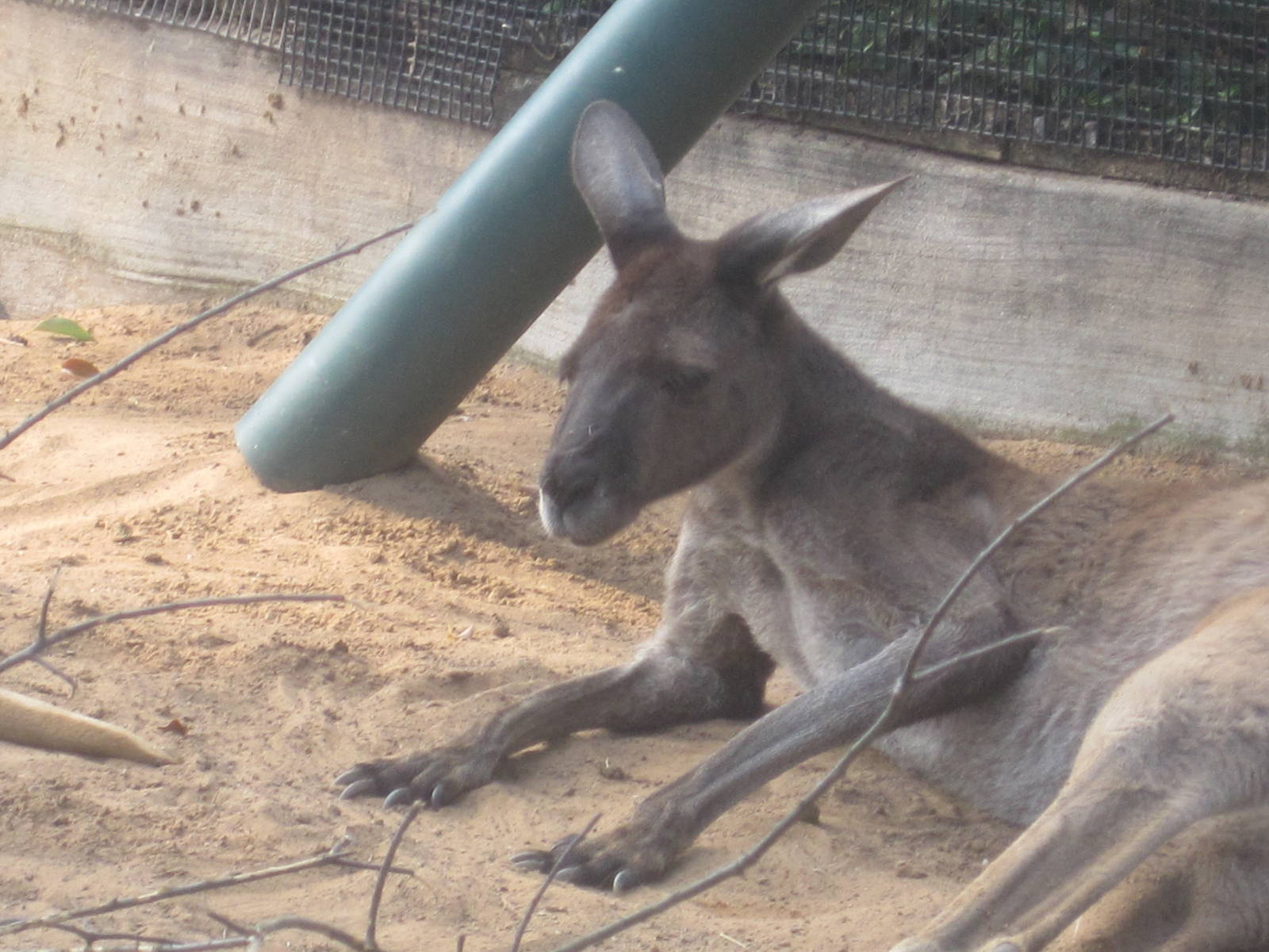 Walkabout Way- Western Gray Kangaroo