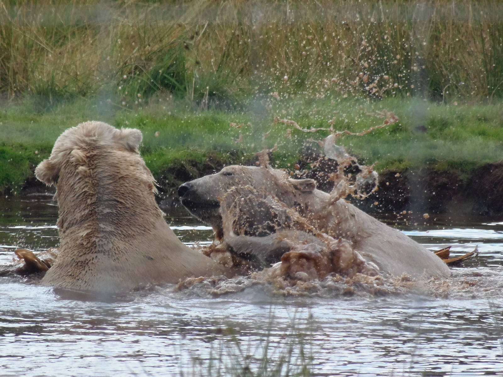 walker and arktos play-fighting     25/08/13