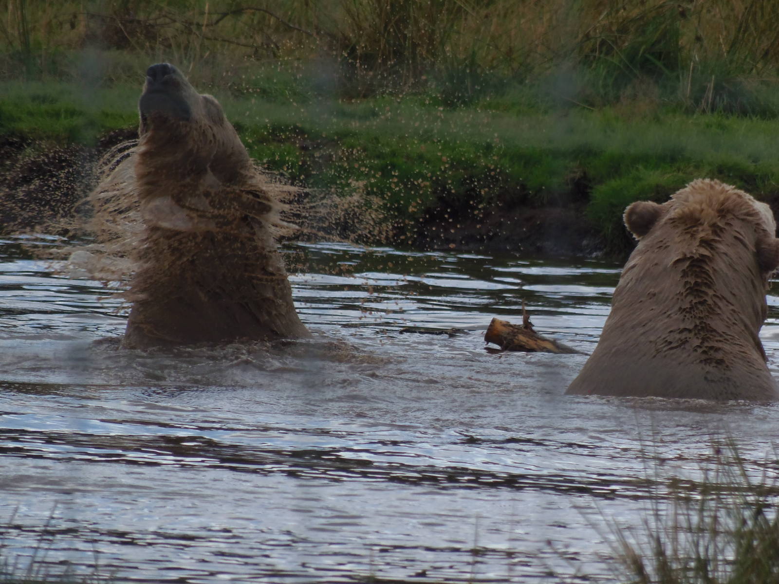 walker and arktos play-fighting  25/08/13