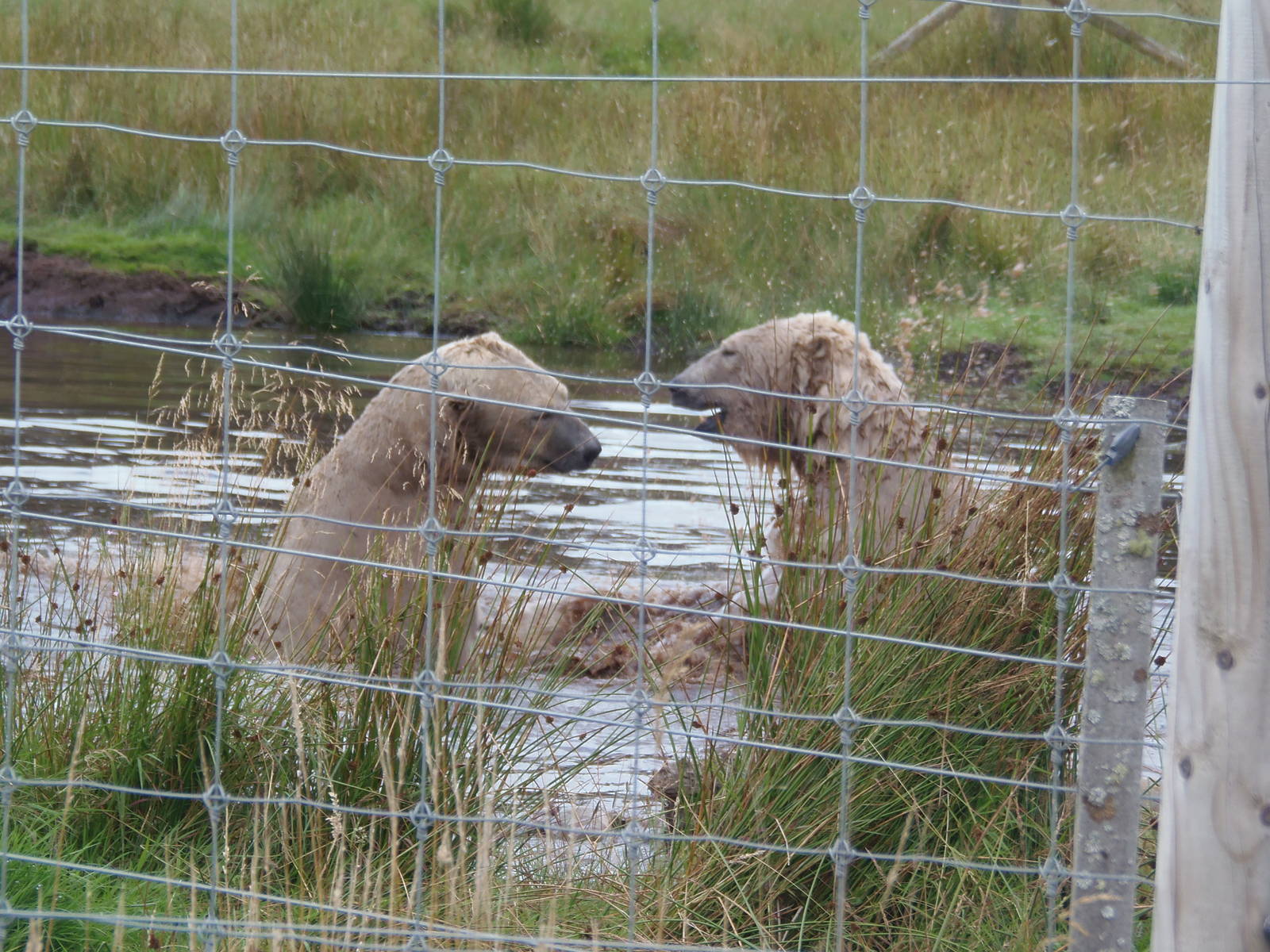 walker and arktos play-fighting   25/08/13