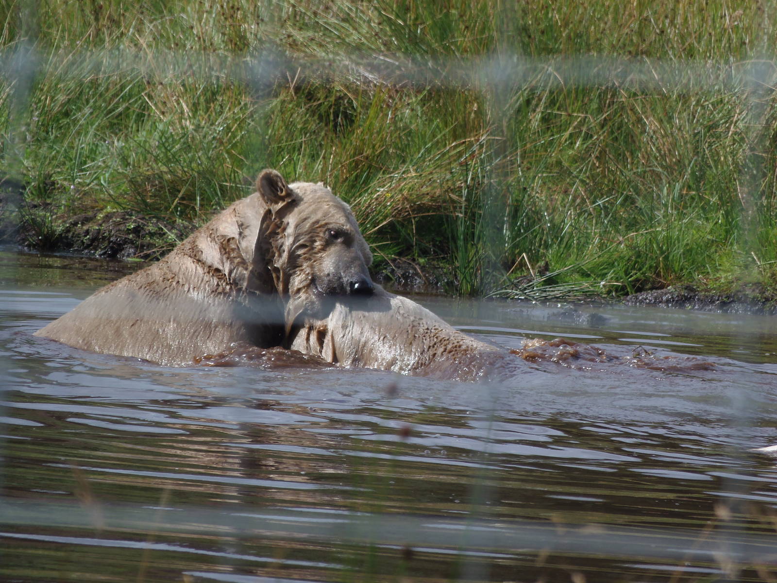 walker and arktos play fighting    25/08/13