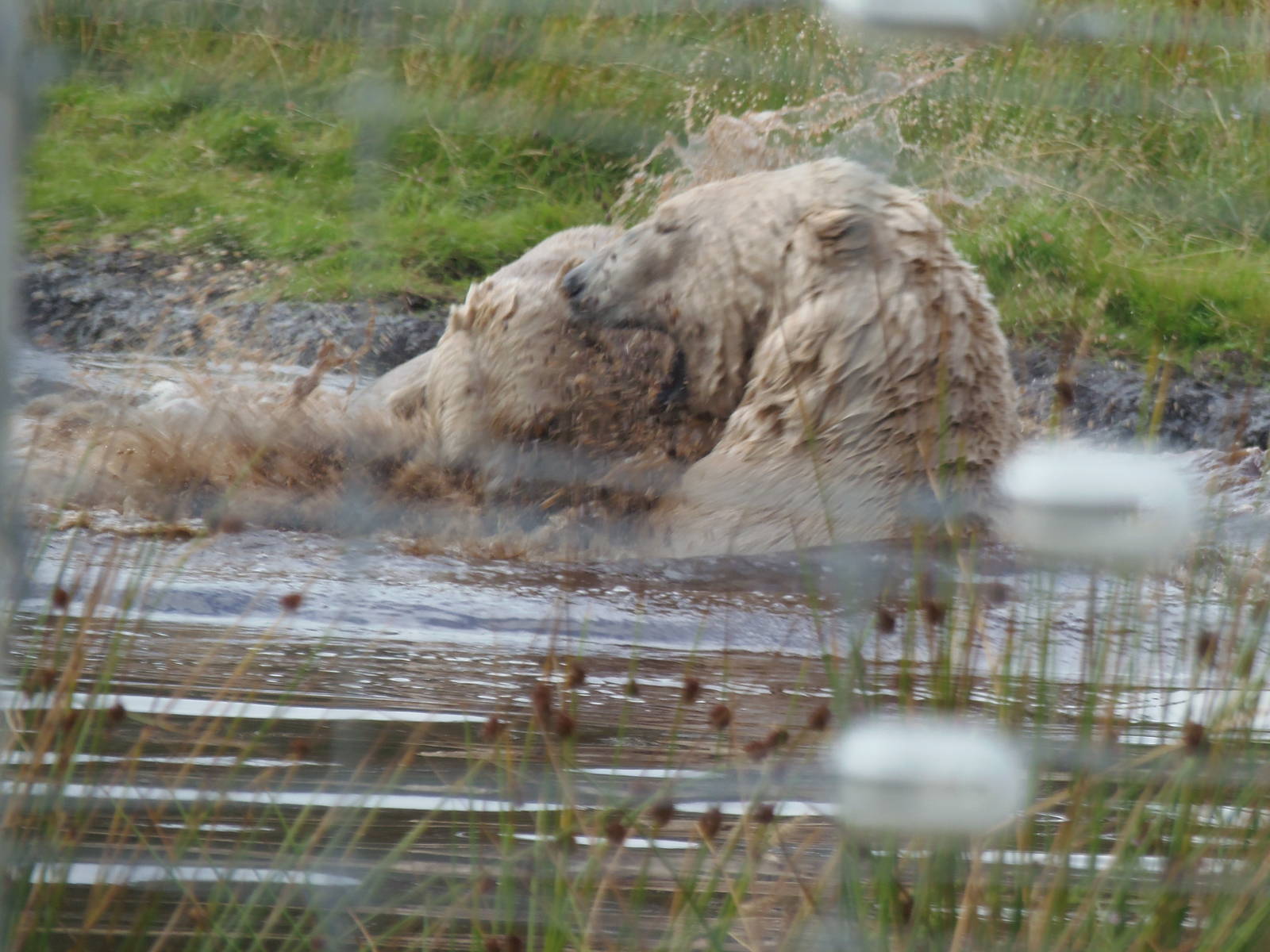 walker and arktos play-fighting    25/08/13