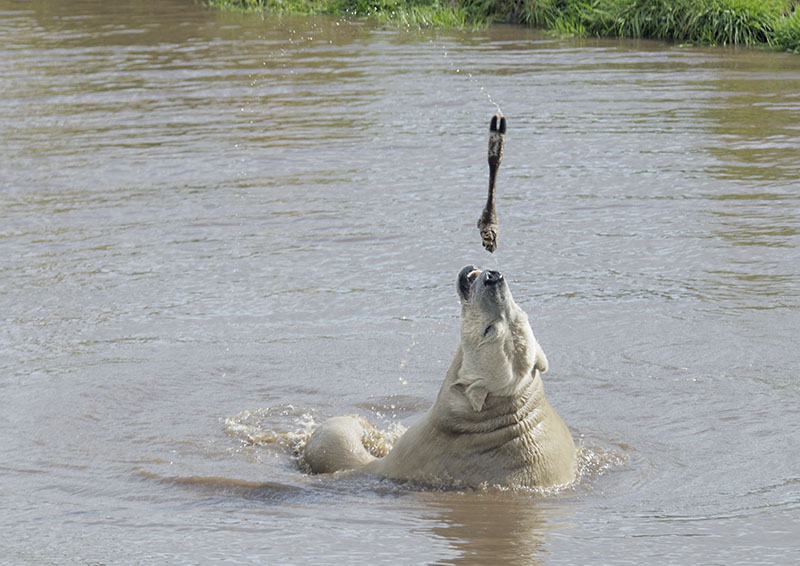 Walker playing with a bone