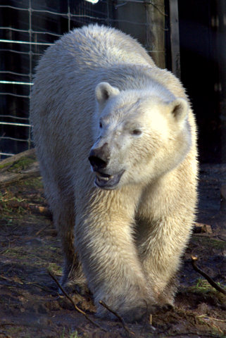 Walker the Polar Bear