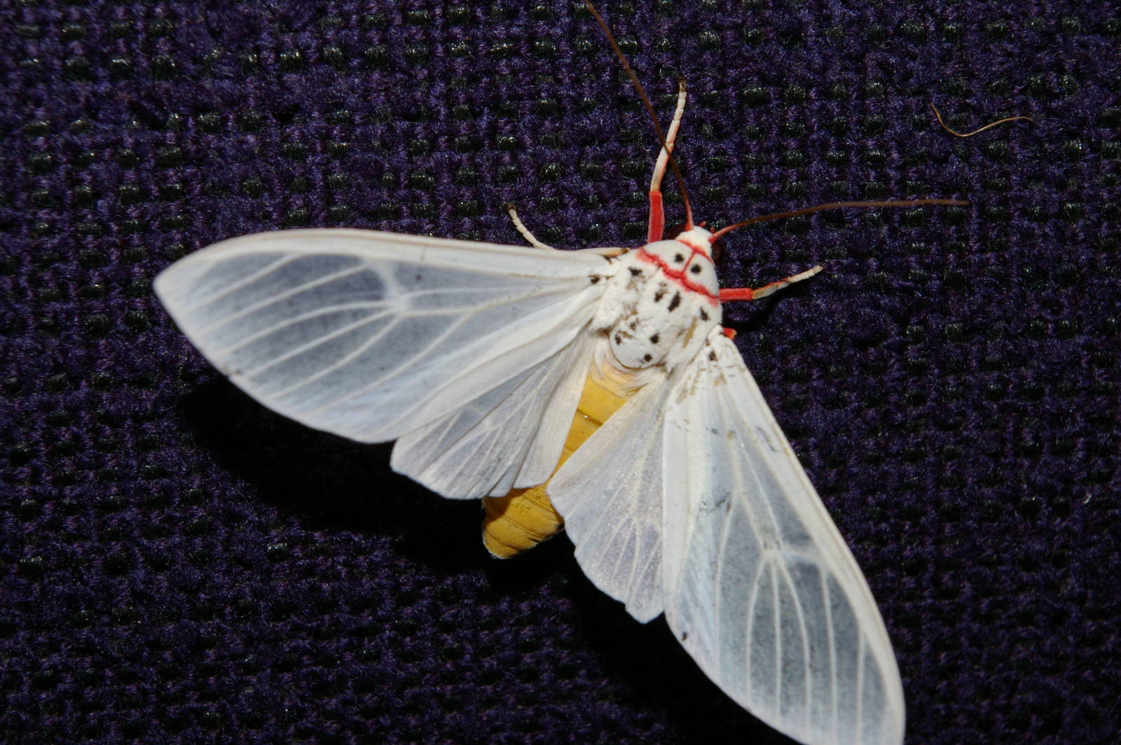 Walkers Frother (Amerila rubripes)
