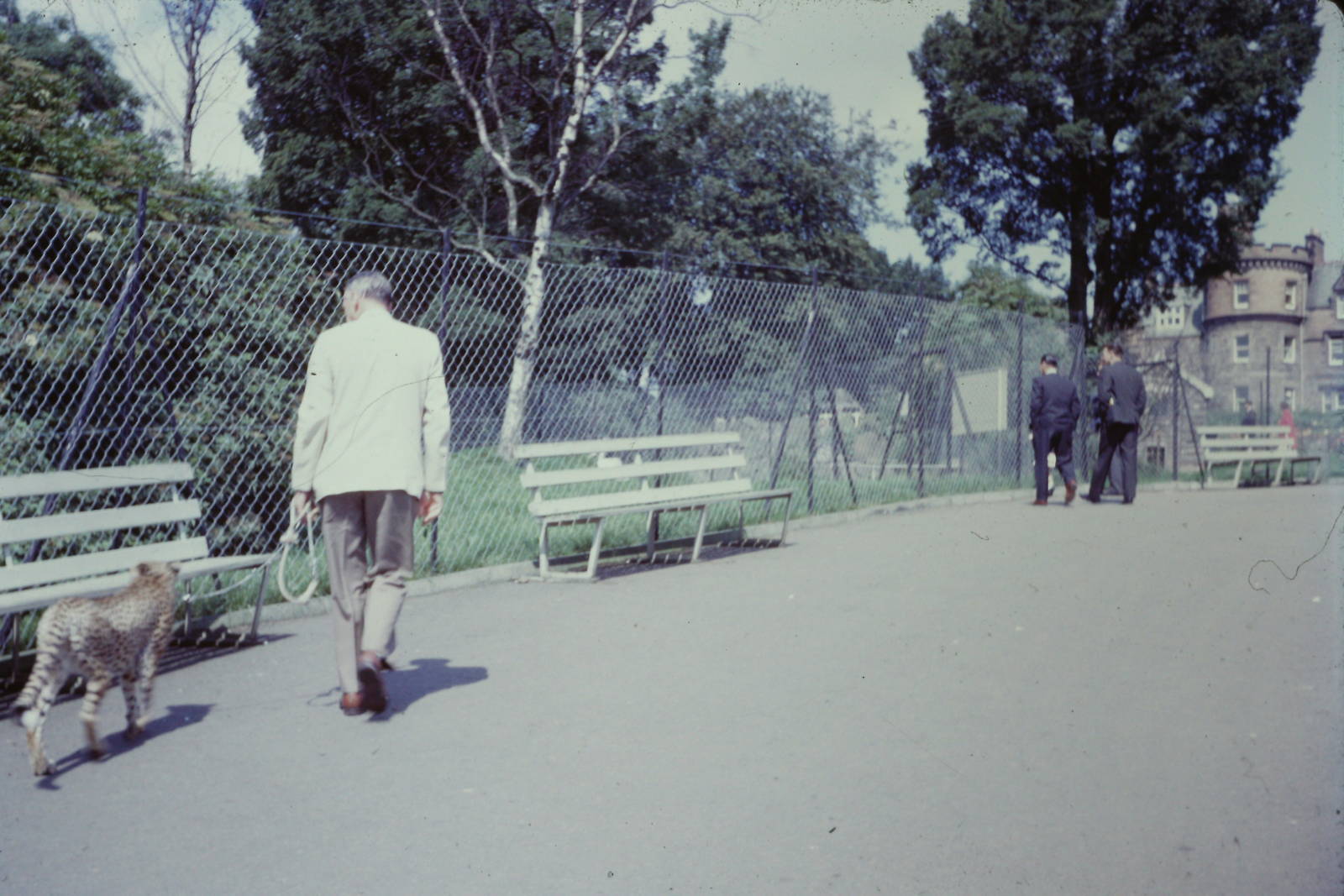 Walking a Cheetah, July 1965