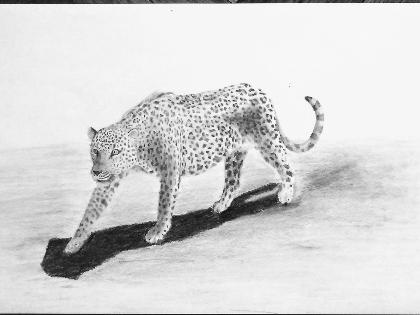 Walking African leopard