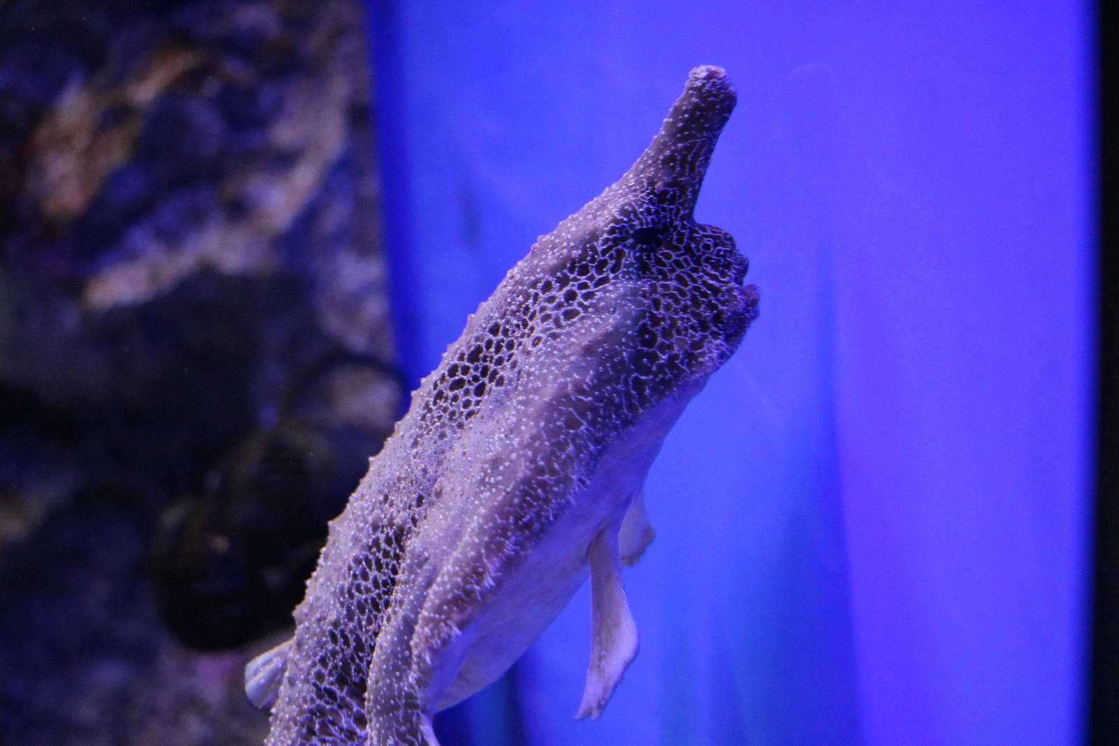 Walking batfish - EPSON Aqua Park, February 2016