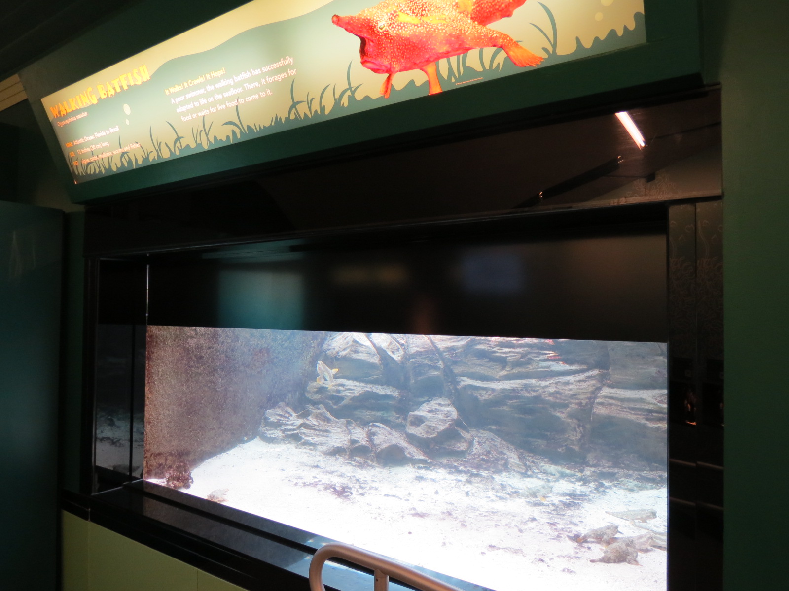 Walking Batfish Exhibit