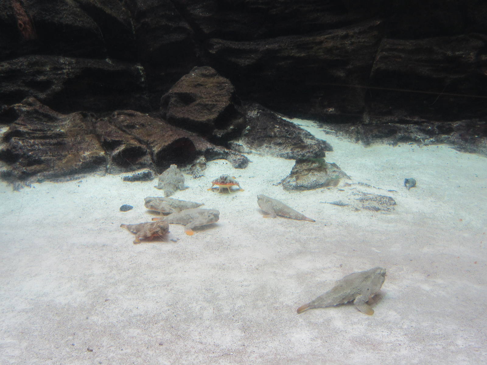 Walking Batfish Exhibit