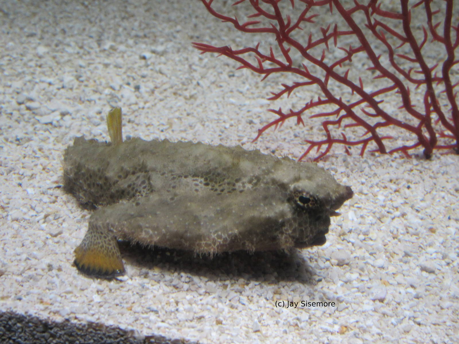 Walking Batfish