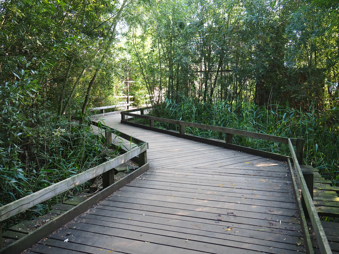 Walking bridge over and through marshy zone in the raptor area, 2020-09-12