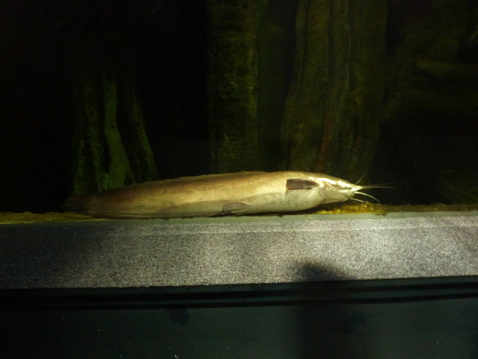 Walking catfish, 10th April 2012