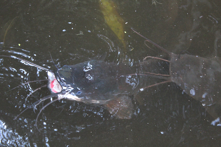 Walking catfish (Clarias batrachus) - Taman Konservasi Sato Loka