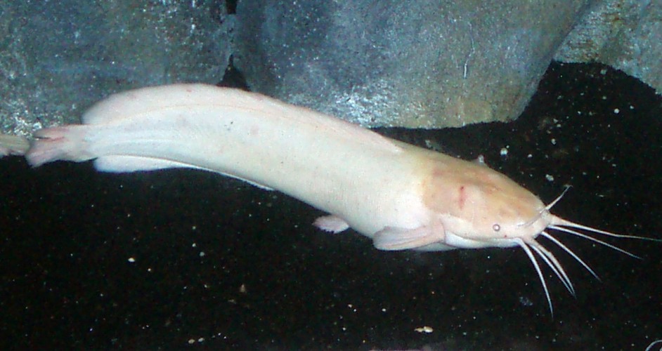 Walking Catfish (Clarias batrachus)