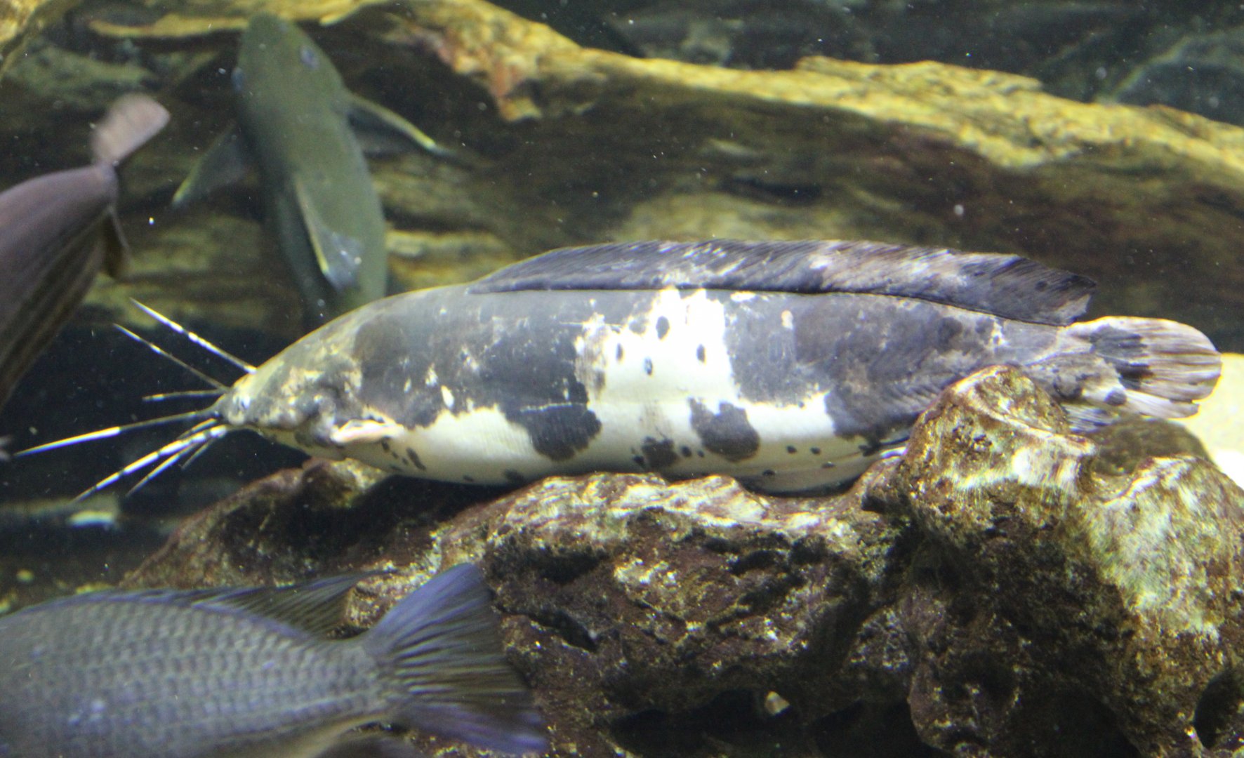 Walking catfish - Clarias batrachus